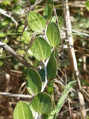 Ziziphus lotus
