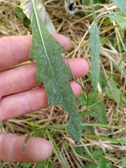 Erysiphe knautiae
