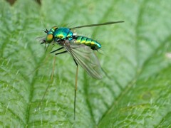 Condylostylus comatus