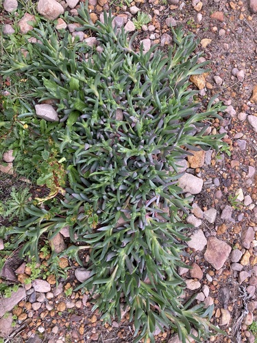 Image of Carpobrotus modestus by (c) Thomas Mesaglio, some rights reserved (CC BY)