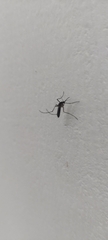Aedes albopictus