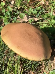 Phlebopus marginatus