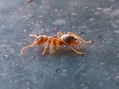 Lasius brunneus