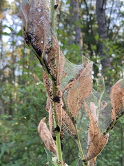 Saucrobotys futilalis