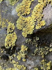 Xanthomendoza fallax