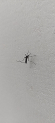 Aedes albopictus