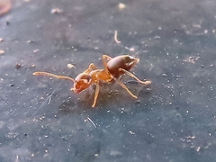 Lasius brunneus