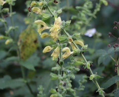 Salvia glutinosa