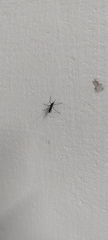 Aedes albopictus