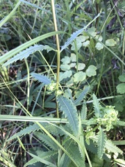 Pedicularis lanceolata