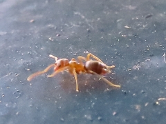 Lasius brunneus