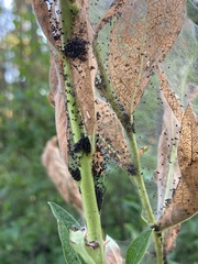 Saucrobotys futilalis