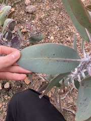 Eucalyptus pleurocarpa