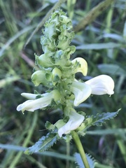 Pedicularis lanceolata
