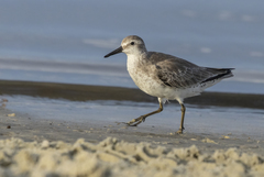 Calidris canutus