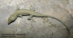 Acanthodactylus micropholis