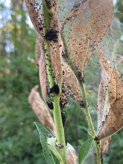 Saucrobotys futilalis