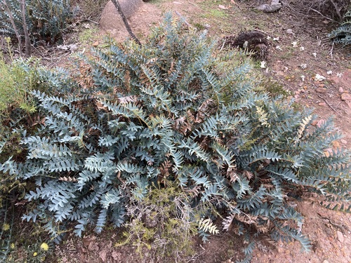 Image of Banksia drummondii by (c) Thomas Mesaglio, some rights reserved (CC BY)