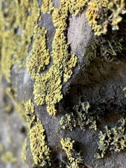 Xanthomendoza fallax