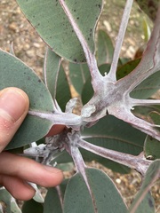 Eucalyptus pleurocarpa