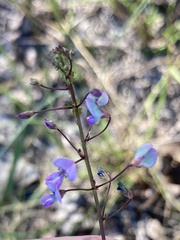 Desmodium ciliare