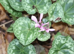 Cyclamen purpurascens