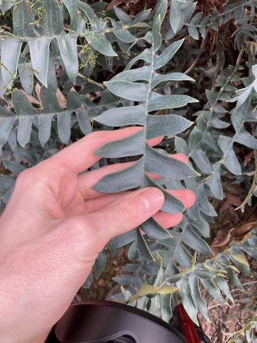Image of Banksia drummondii by (c) Thomas Mesaglio, some rights reserved (CC BY)