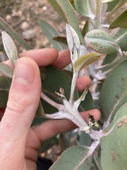 Eucalyptus pleurocarpa