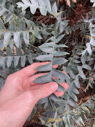 Image of Banksia drummondii by (c) Thomas Mesaglio, some rights reserved (CC BY)