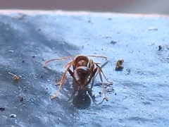 Lasius brunneus