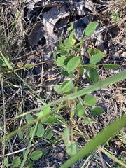 Desmodium ciliare