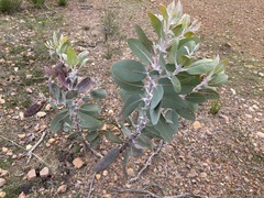 Eucalyptus pleurocarpa