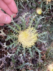 Banksia armata