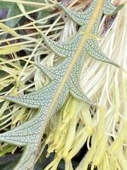 Banksia armata