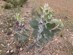 Eucalyptus pleurocarpa