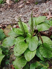 Plantago