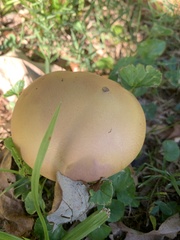 Calvatia craniiformis