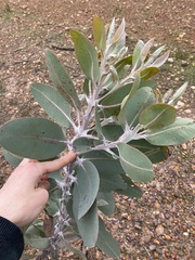 Eucalyptus pleurocarpa