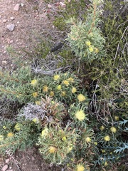 Banksia armata