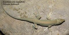 Acanthodactylus micropholis