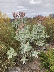Eucalyptus pleurocarpa