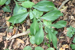 Ruscus hypoglossum