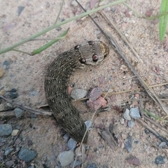 Deilephila porcellus