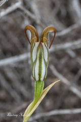Pterostylis recurva