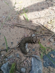 Deilephila porcellus