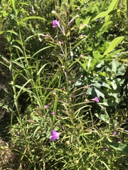 Agalinis tenuifolia