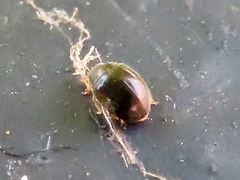 Scymninae