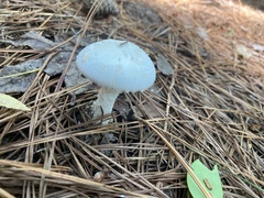 Amanita cokeri