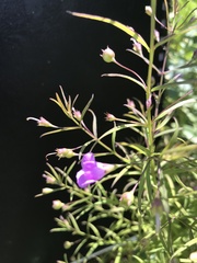 Agalinis tenuifolia