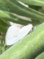 Cilix glaucata